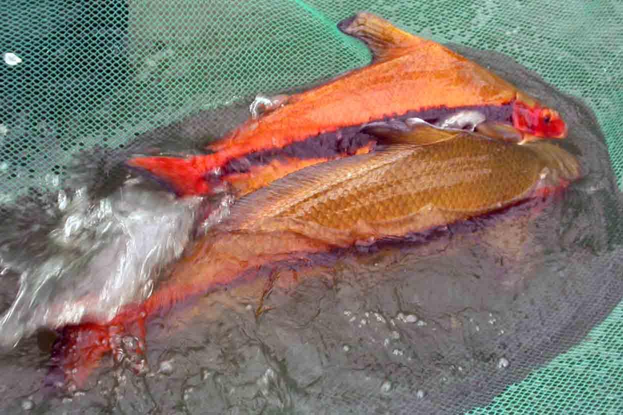 试吃一条刺豚鱼，全身是刺，处理一整晚，出锅后汤鲜皮糯超美味 - 哔哩哔哩