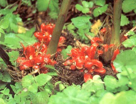 红花无心菜 红花无心菜 头条百科