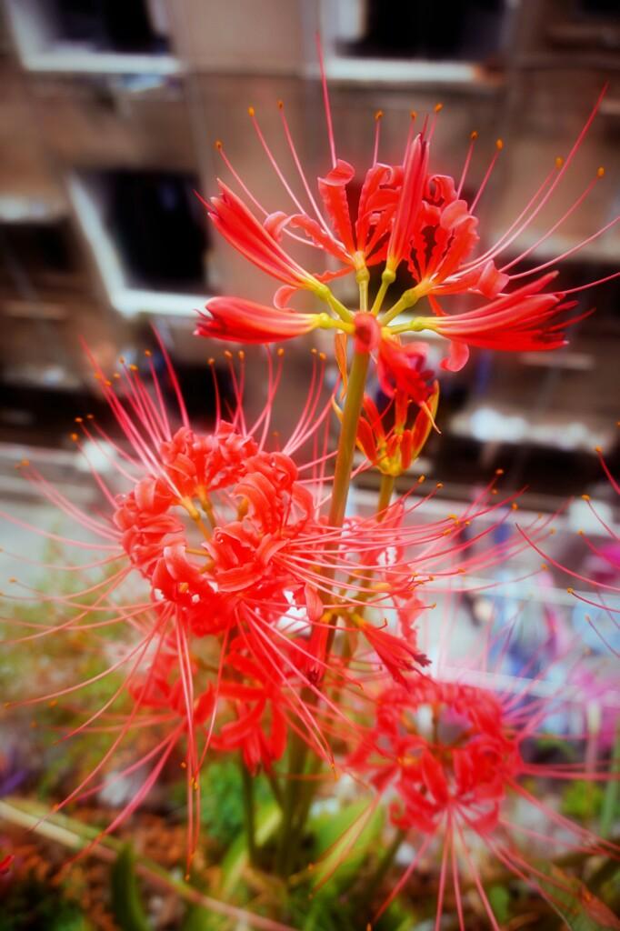 曼珠沙华 快懂百科