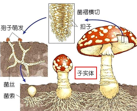 子实体 - 快懂百科