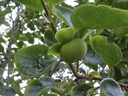 日本甜柿 快懂百科