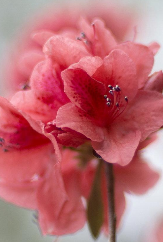 杜鹃花 快懂百科