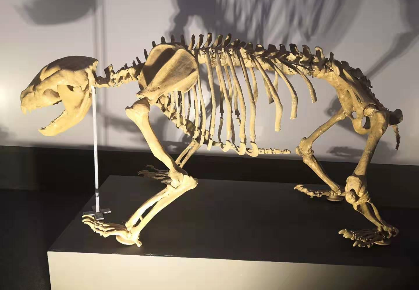 The "amazing" feature of the giant panda was developed at least six million years ago