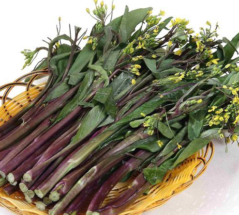 紫菜苔 快懂百科