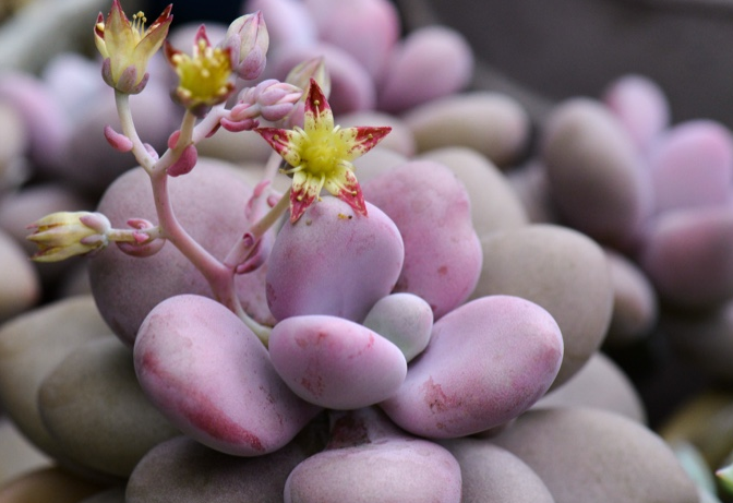 桃之卵 快懂百科