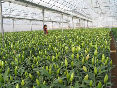 东方百合 快懂百科