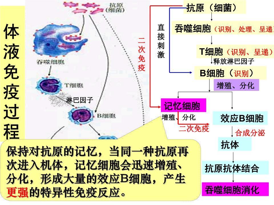 体液免疫 快懂百科