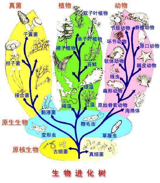 生物分类 快懂百科