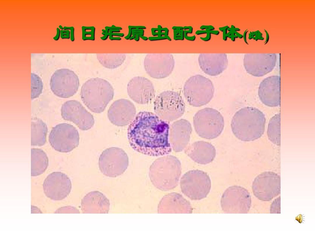 厚血膜疟原虫形态_血细胞