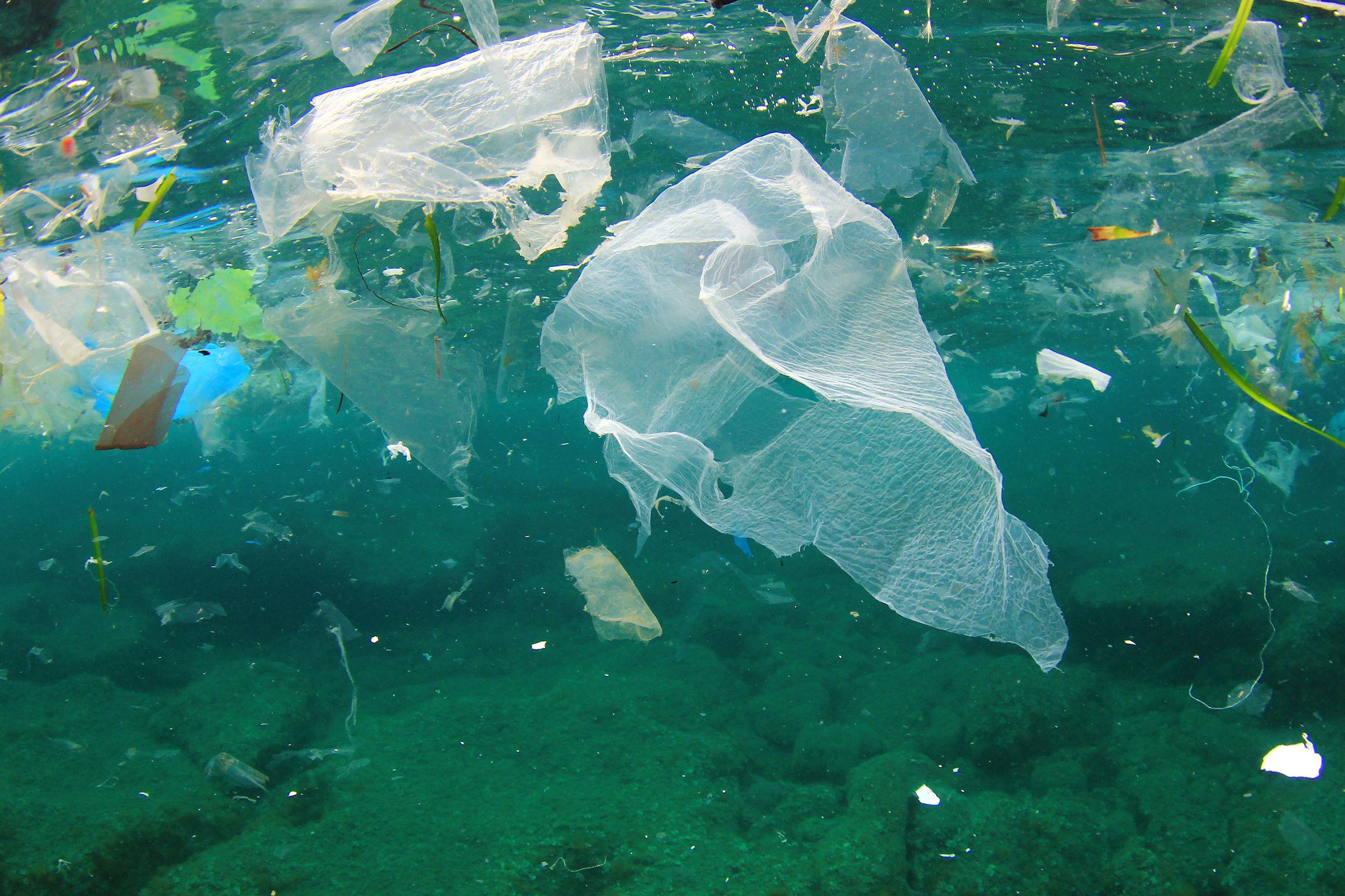 海洋污染：触目惊心的“海上垃圾场”_海洋生物