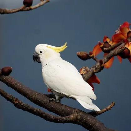 小葵花凤头鹦鹉 快懂百科