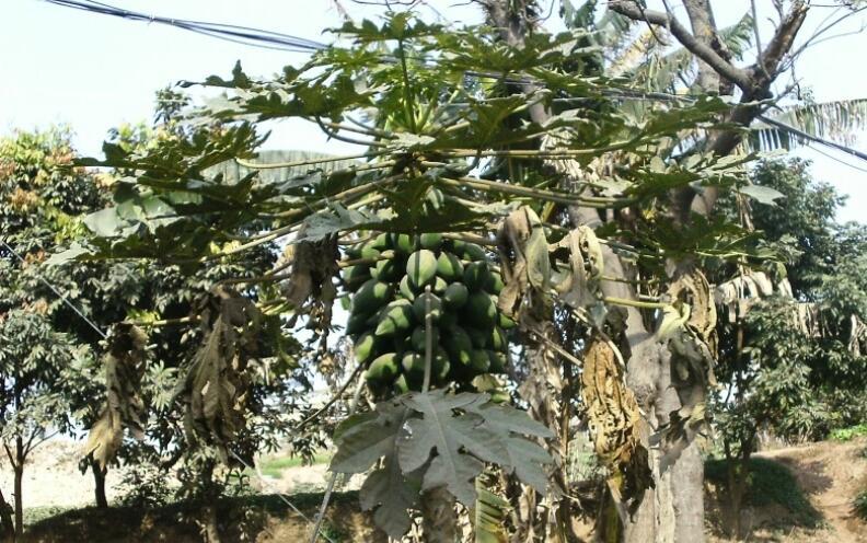 木瓜 快懂百科