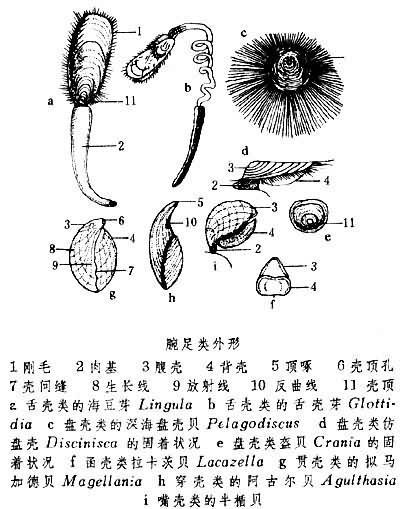 触手冠 快懂百科