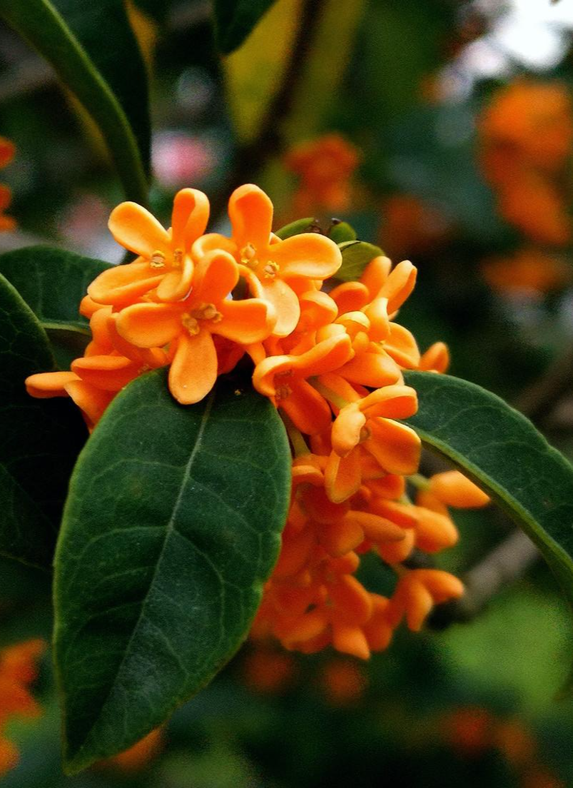 金木犀 快懂百科