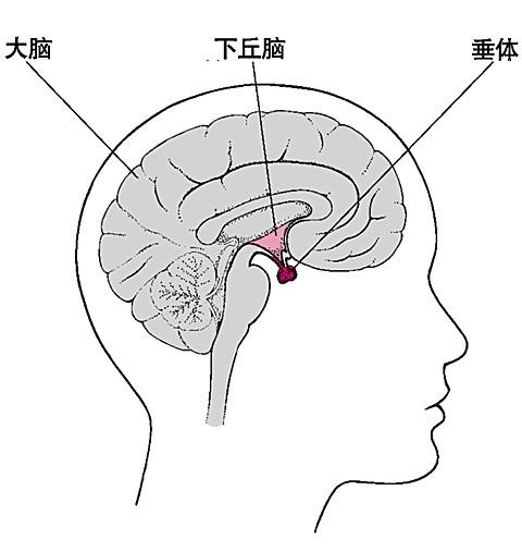 下丘脑 - 快懂百科