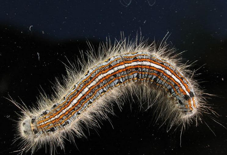 天幕毛虫 快懂百科