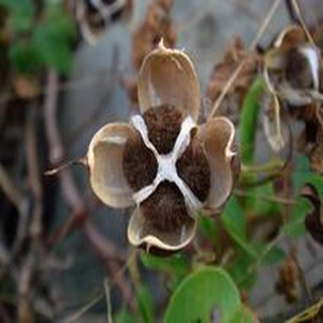 如罂粟,金鱼草,桔梗等.