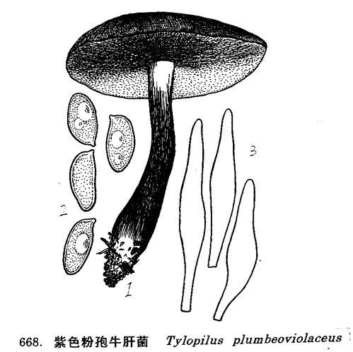 紫色粉孢牛肝菌 快懂百科