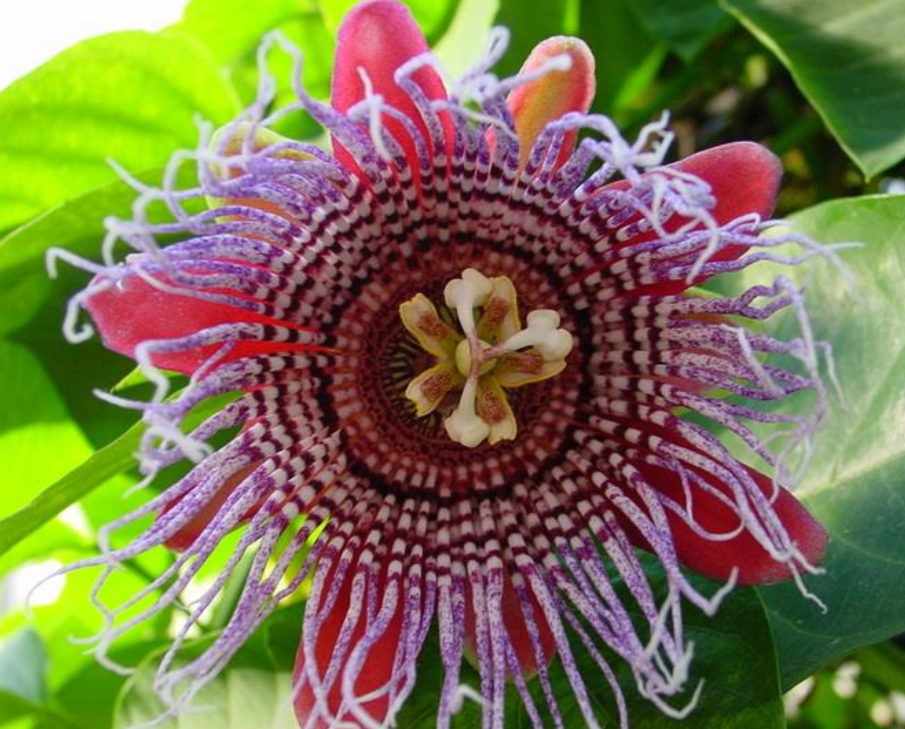 日轮花 快懂百科