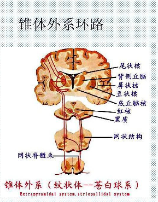 锥体外系 快懂百科