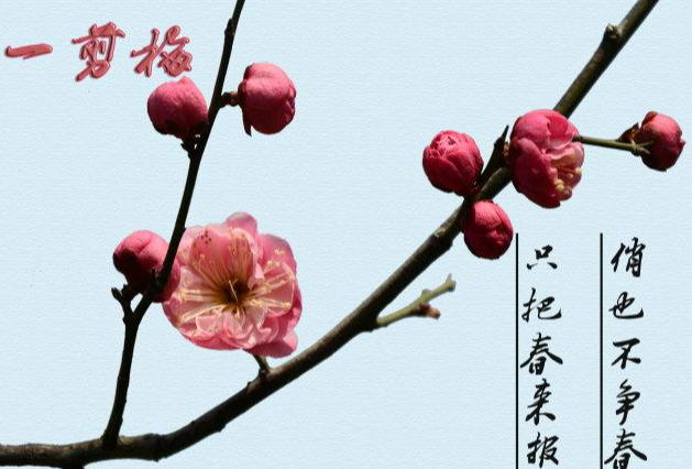 一剪梅 - 快懂百科