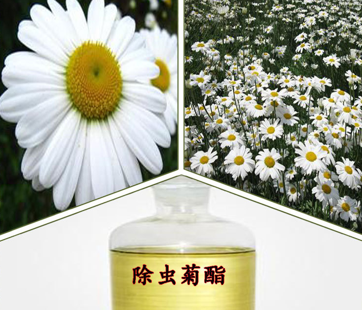 拟除虫菊酯 快懂百科