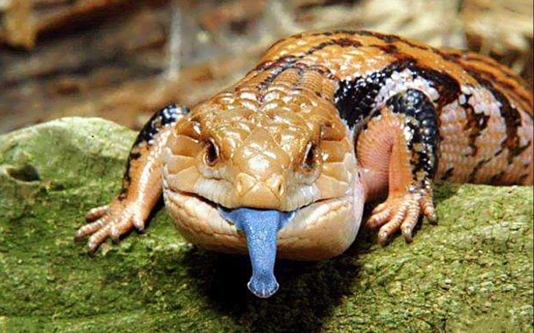 尾巴胖胖的宠物蜥蜴图片