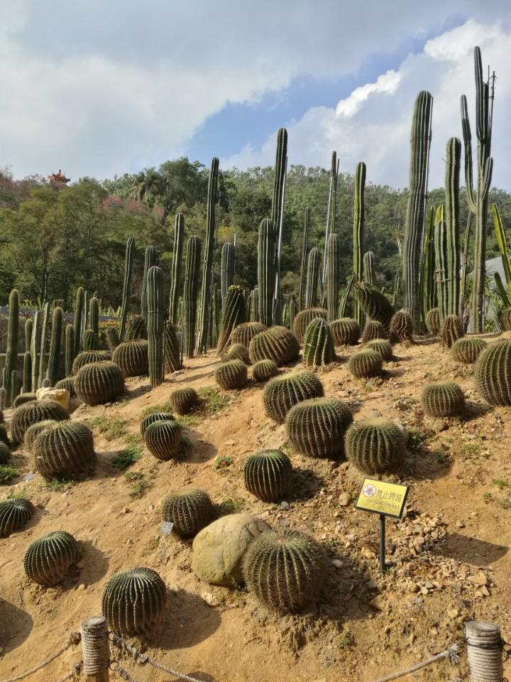 沙漠植物 快懂百科