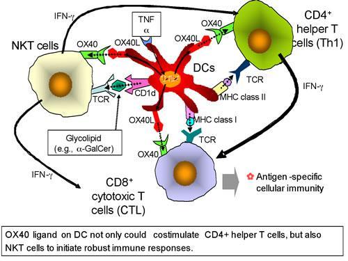 Nkt细胞 快懂百科