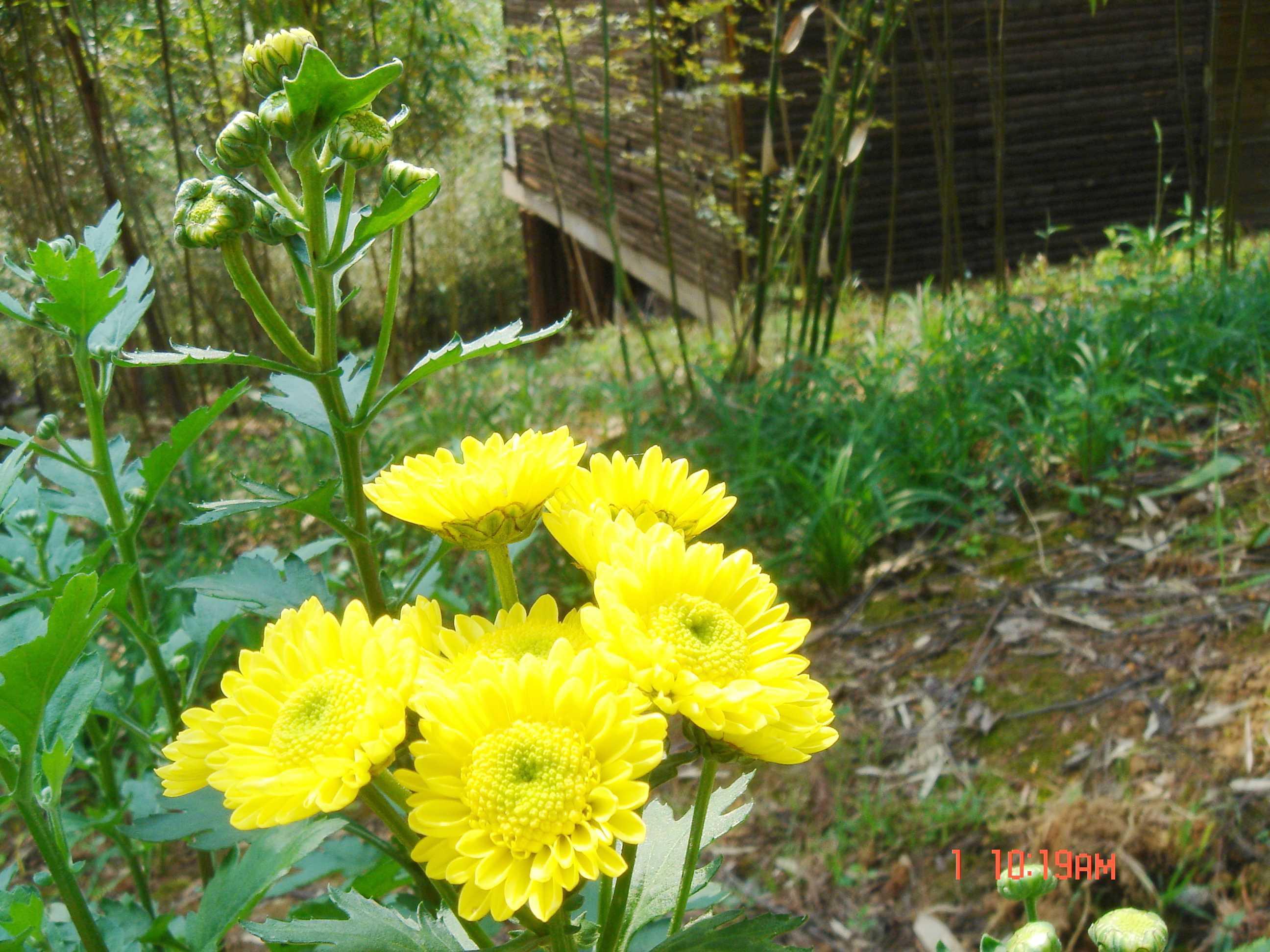 黄春菊 黄春菊 头条百科