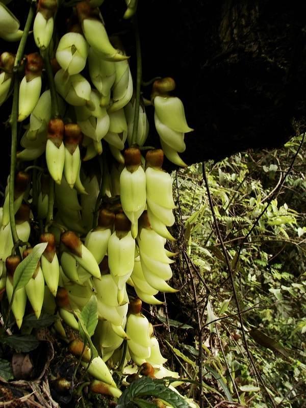 白花油麻藤 快懂百科