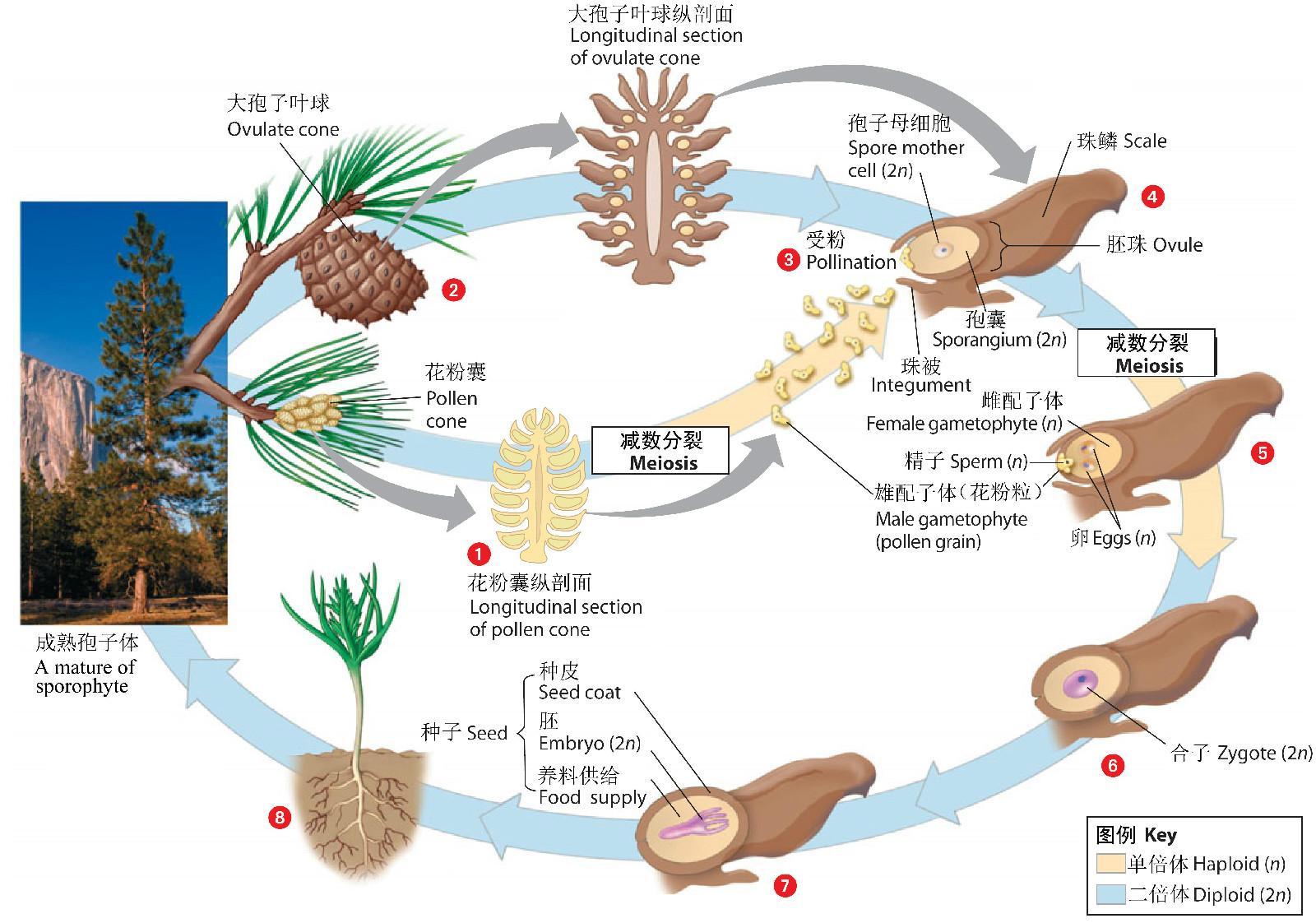 植物有性生殖 快懂百科