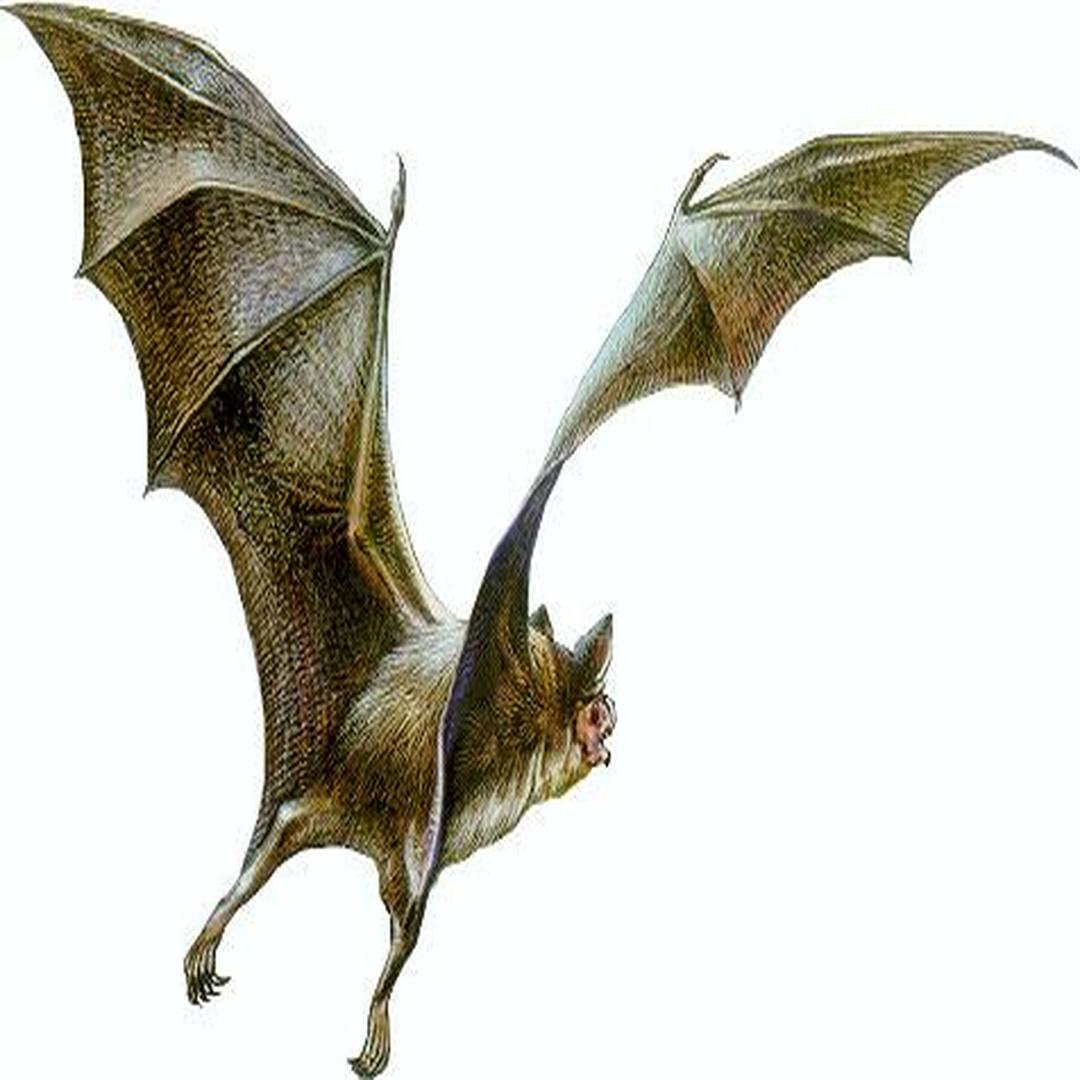 蝙蝠科