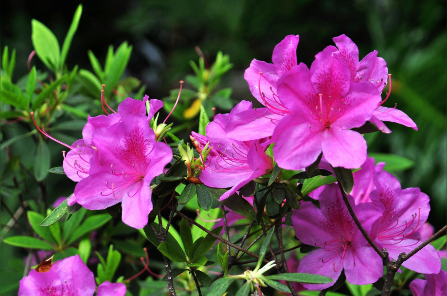 杜鹃花 双子叶植物纲杜鹃花目植物 头条百科