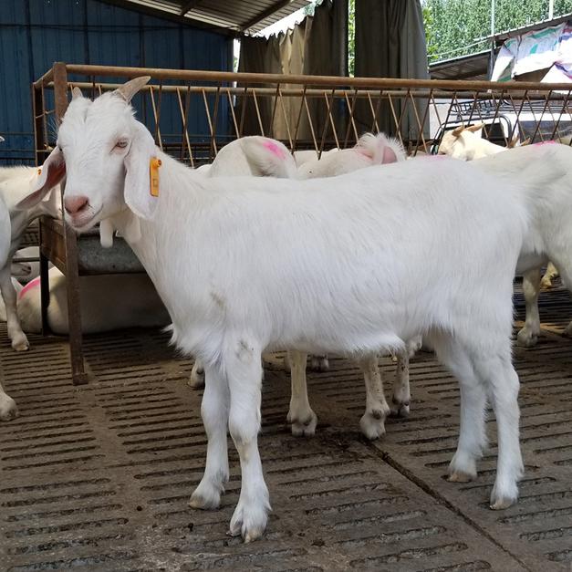 白山羊 偶蹄目牛科动物 头条百科