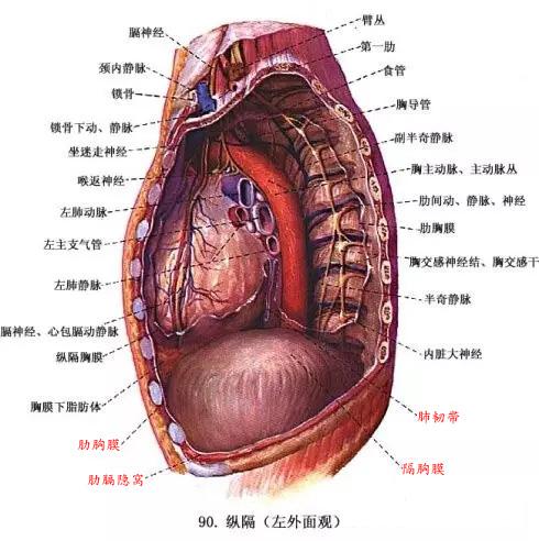 横隔膜 快懂百科