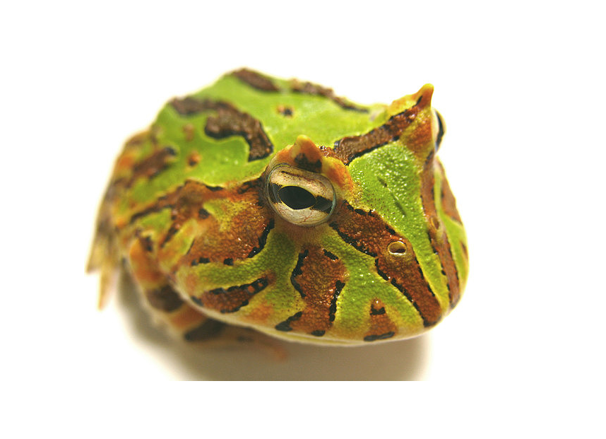 蝴蝶角蛙 快懂百科