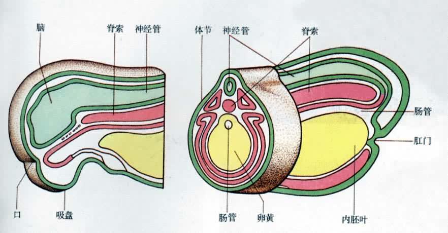 胚胎发育过程解剖图图片