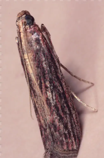 鳞翅目 快懂百科