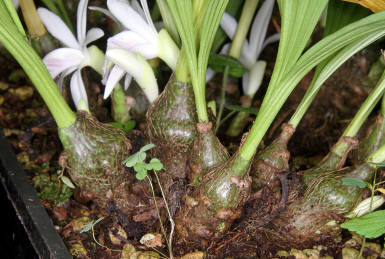 秋花独蒜兰 快懂百科