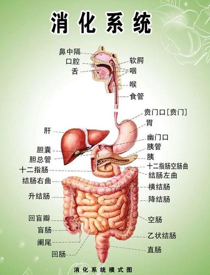 消化系统[消化系统] - 抖音百科