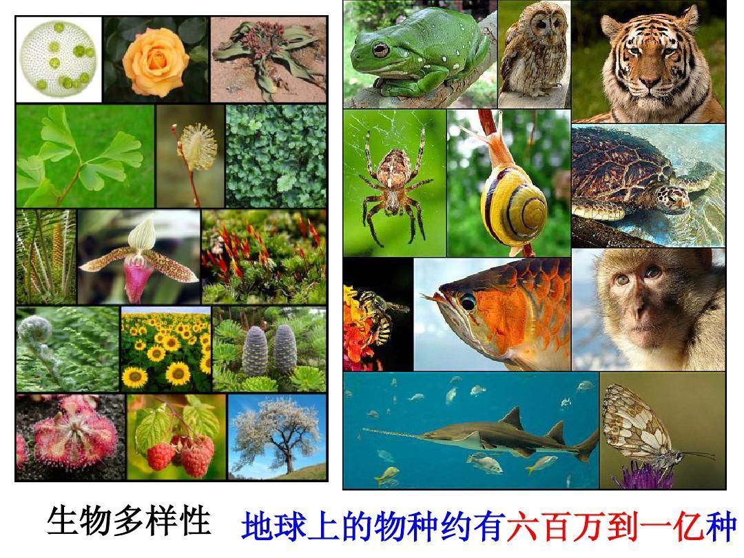 全球环境问题，生物多样性损失插画图片素材_ID:398644221-Veer图库