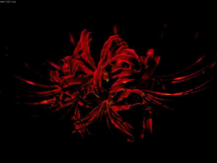 彼岸花 快懂百科