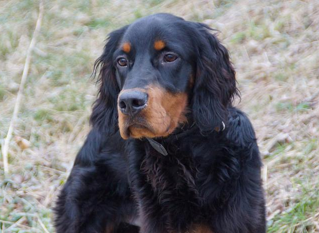 戈登雪达犬 快懂百科