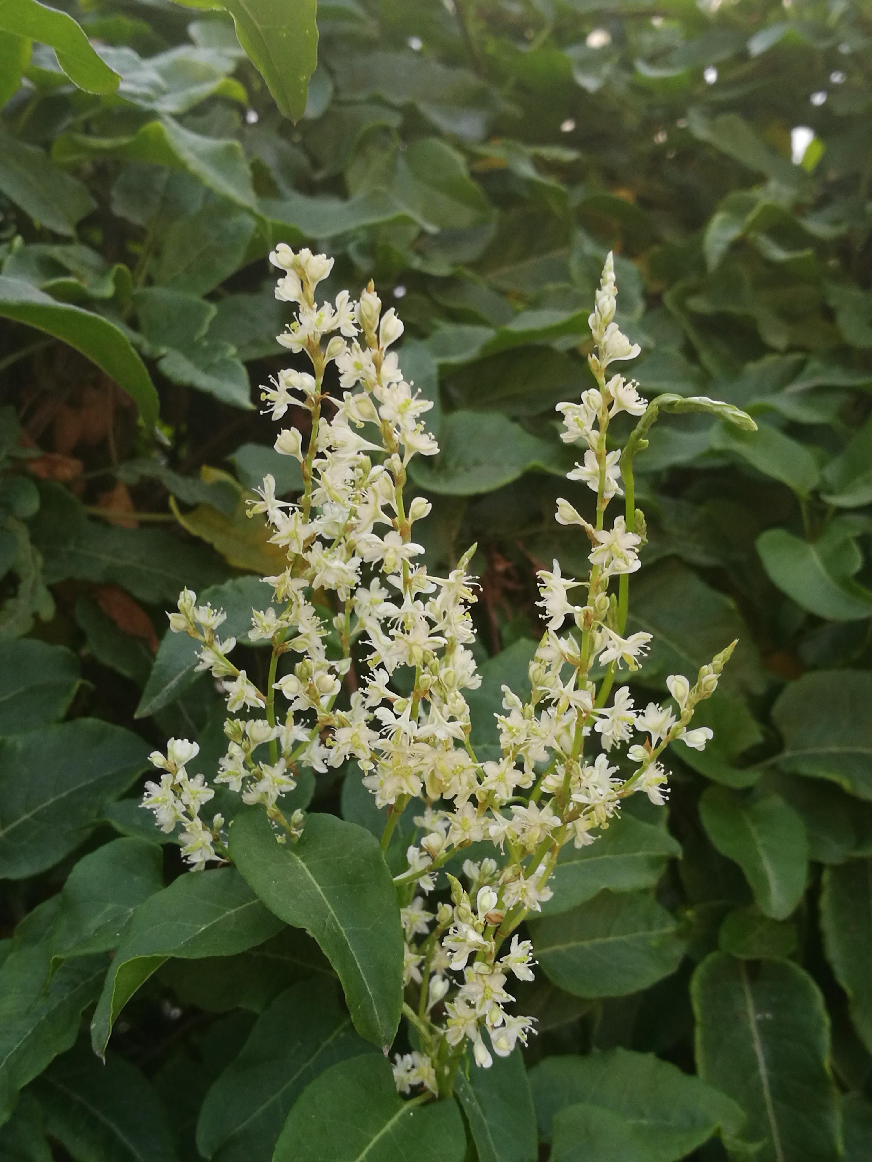 木藤蓼 快懂百科