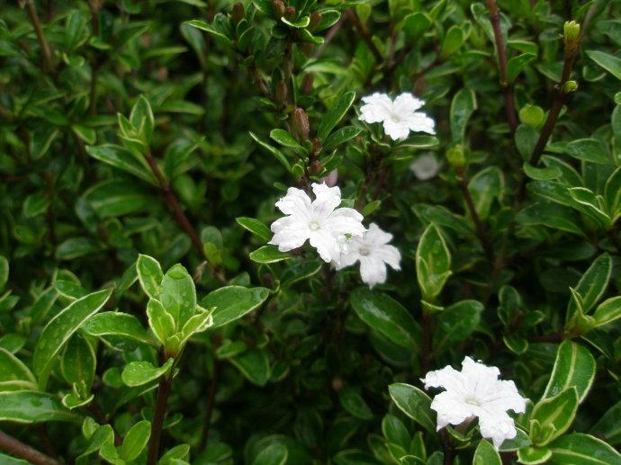 金边六月雪 快懂百科