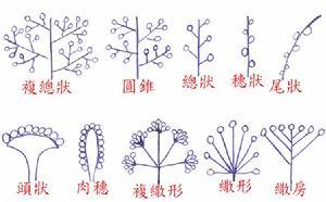 花序 - 快懂百科