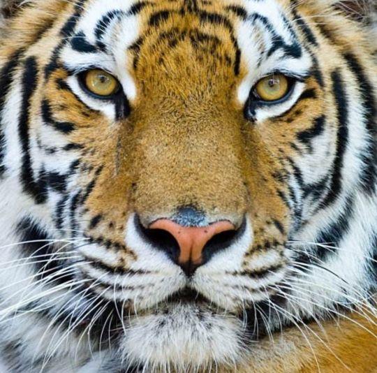 食肉目 快懂百科