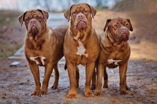 这个法国名犬的价格只高不低 - 宠物百科