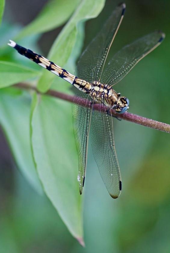 春蜓科 快懂百科